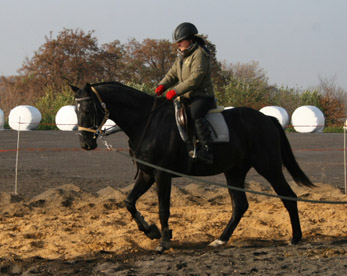 Zweij�hriger Trakehnerhengst von Kostolany - Latimer - Kennedy