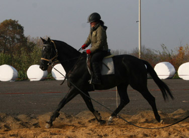 Zweij�hriger Trakehnerhengst von Kostolany - Latimer - Kennedy