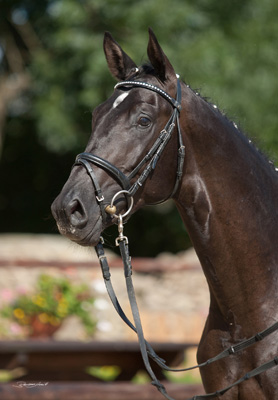 Trakehner Hengst von Kostolany u.d. Pr�mienstute K�nigsbl�te v. Latimer - Kennedy