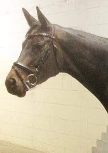 Trakehner Prmienstute Balalaika le Fay