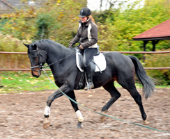 Oldenburger Hengst von Symont x Kostolany - Trakehner Gestt Hmelschenburg - Foto: Beate Langels