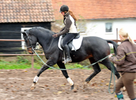 Oldenburger Hengst von Symont x Kostolany - Trakehner Gestt Hmelschenburg - Foto: Beate Langels