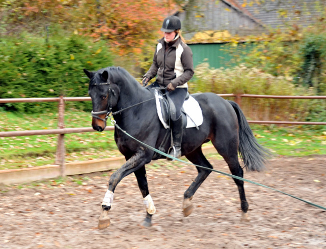 Oldenburger Hengst von Symont x Kostolany - Trakehner Gestt Hmelschenburg - Foto: Beate Langels