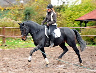 Oldenburger Hengst von Symont x Kostolany - Trakehner Gestt Hmelschenburg - Foto: Beate Langels