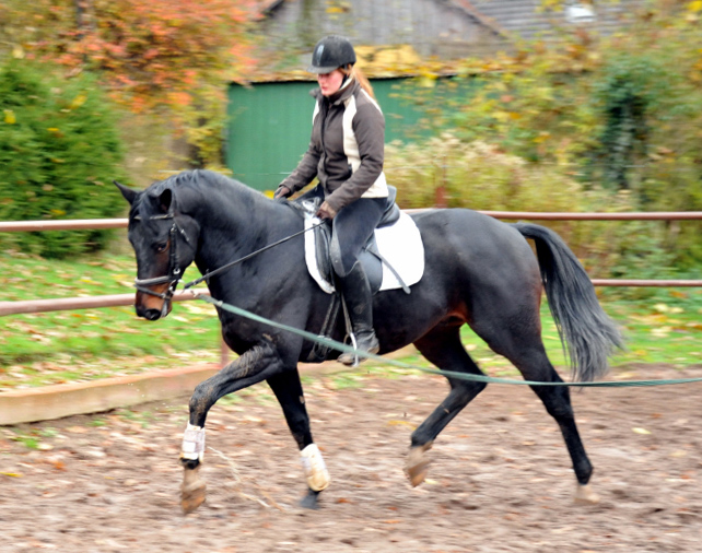 Oldenburger Hengst von Symont x Kostolany - Trakehner Gestt Hmelschenburg - Foto: Beate Langels