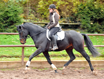 Oldenburger Hengst von Symont x Kostolany - Trakehner Gestt Hmelschenburg - Foto: Beate Langels