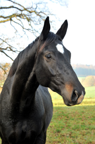 Zweijhriger Trakehner von Summertime u.d. Thirica v. Enrico Caruso - Foto: Beate Langels