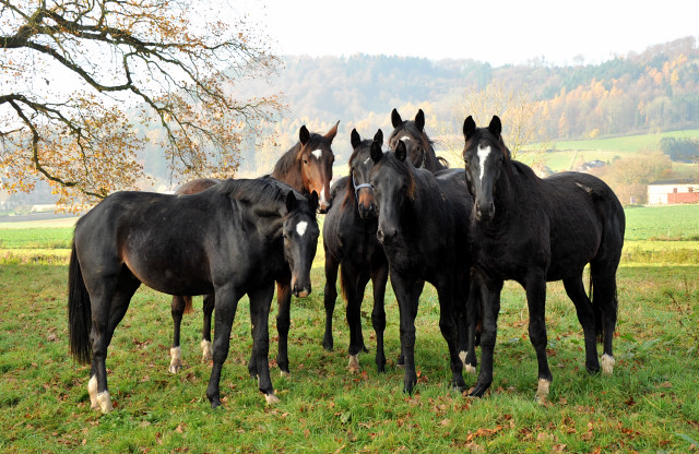 Zweijhriger Trakehner von Summertime u.d. Thirica v. Enrico Caruso - Foto: Beate Langels