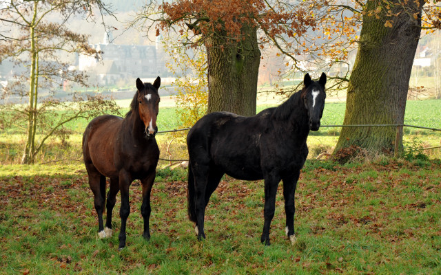 Zweijhriger Trakehner von Summertime u.d. Thirica v. Enrico Caruso - Foto: Beate Langels