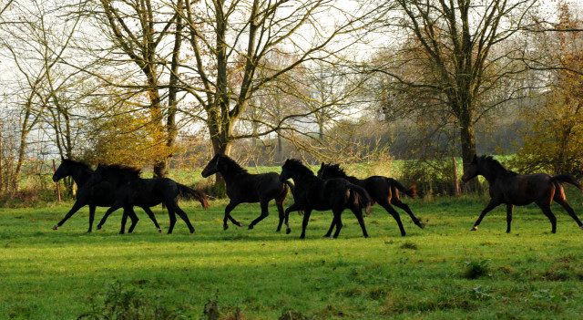 Zweijhriger Trakehner von Summertime u.d. Thirica v. Enrico Caruso - Foto: Beate Langels