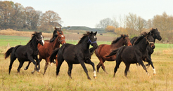 Gestt Schplitz 22. November 2016 - Foto: Beate Langels -
Trakehner Gestt Hmelschenburg