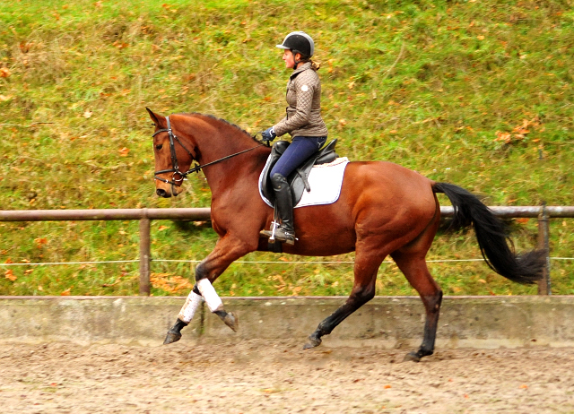 Barinja - Trakehner Gestt Hmelschenburg - Beate Langels