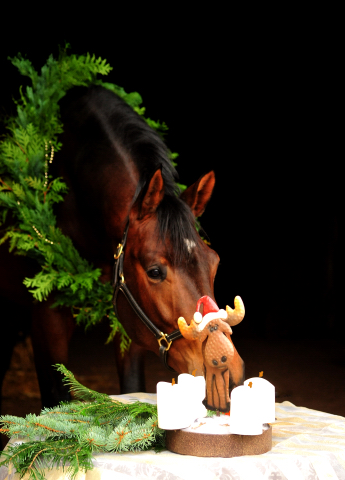 4. Advent 2019 Karakallis v. High Motion in Hmelschenburg - Trakehner Gestt Hmelschenburg - Beate Langels