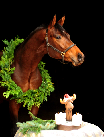 4. Advent 2019 Karakallis v. High Motion in Hmelschenburg - Trakehner Gestt Hmelschenburg - Beate Langels