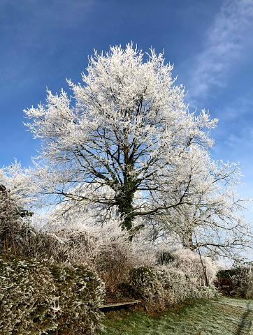 22. Dezember in Hmelschenburg 2021  - Foto: Beate Langels - Trakehner Gestt Hmelschenburg