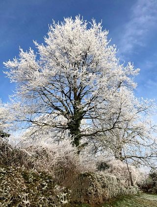 Impressionen vom Dezember 2021 - Trakehner Gestt Hmelschenburg  - Foto: Beate Langels