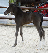 Trakehner Hengstfohlen von Saint Cyr x Friedensfrst - Foto: Luisa Klein