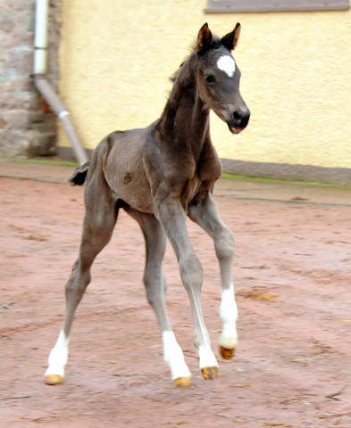 Trakehner colt by Saint Cyr out of Premiummare Greta Garbo by Alter Fritz, Gestt Hmelschenburg - Beate Langels