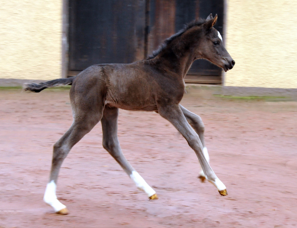 Trakehner colt by Saint Cyr out of Premiummare Greta Garbo by Alter Fritz, Gestt Hmelschenburg - Beate Langels