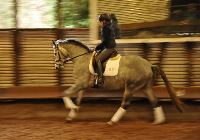 Perano von Hofrat - Herzzauber (4jhrig) - Foto Beate Langels