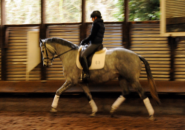 Perano von Hofrat - Herzzauber (4jhrig) - Foto Beate Langels