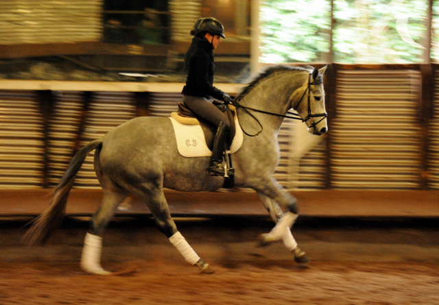 Perano von Hofrat - Herzzauber (4jhrig) - Foto Beate Langels