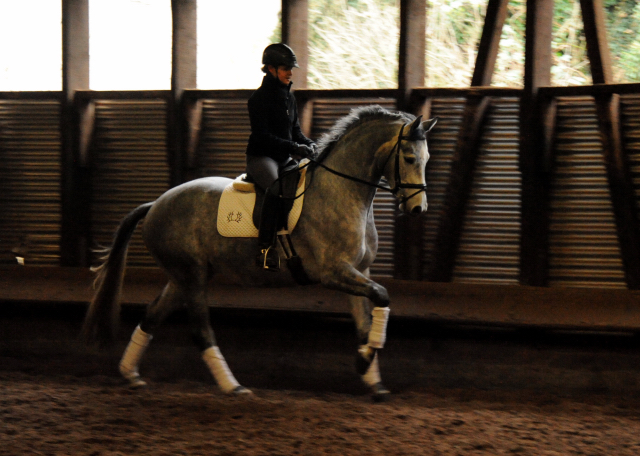 Perano von Hofrat - Herzzauber (4jhrig) - Foto Beate Langels