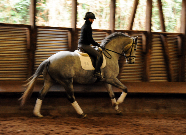 Perano von Hofrat - Herzzauber (4jhrig) - Foto Beate Langels