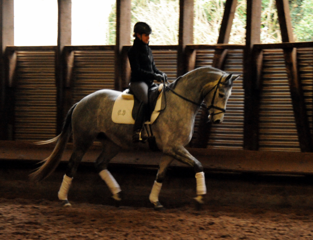 Perano von Hofrat - Herzzauber (4jhrig) - Foto Beate Langels