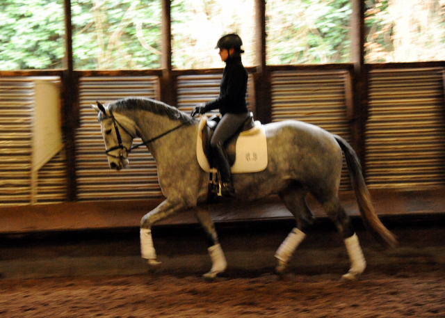 Perano von Hofrat - Herzzauber (4jhrig) - Foto Beate Langels