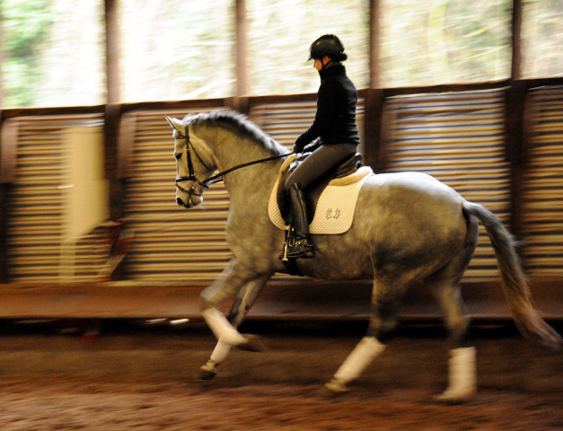 Perano von Hofrat - Herzzauber (4jhrig) - Foto Beate Langels