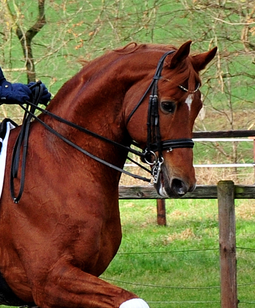 Zauberdeyk und Karo Mller beim Training - Fotos: Beate Langels - 
Trakehner Gestt Hmelschenburg