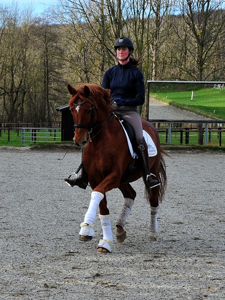 Zauberdeyk und Karo Mller beim Training - Fotos: Beate Langels - 
Trakehner Gestt Hmelschenburg