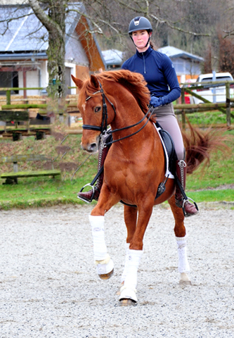 Zauberdeyk und Karo Mller beim Training - Fotos: Beate Langels - 
Trakehner Gestt Hmelschenburg