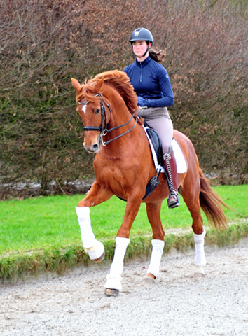 Zauberdeyk und Karo Mller beim Training - Fotos: Beate Langels - 
Trakehner Gestt Hmelschenburg