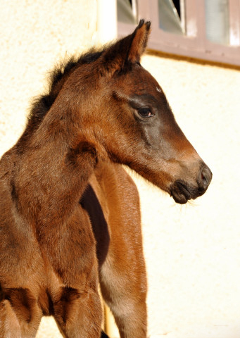 Trakehner Stutfohlen von Enrico Caruso u.d. Kaiserspiel v. Exclusiv - Hmelschenburg - Februar 2014, Foto: Beate Langels, Trakehner Gestt Hmelschenburg - Beate Langels