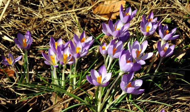 Frhling am 23. Februar im Gestt Hmelschenburg - Beate Langels