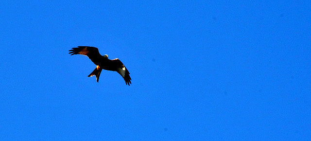 Strahlend blauer Himmel ber Hmelschenburg - am 23. Februar im Gestt Hmelschenburg - Beate Langels