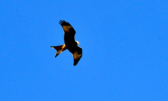 Strahlend blauer Himmel ber Hmelschenburg - am 23. Februar im Gestt Hmelschenburg - Beate Langels