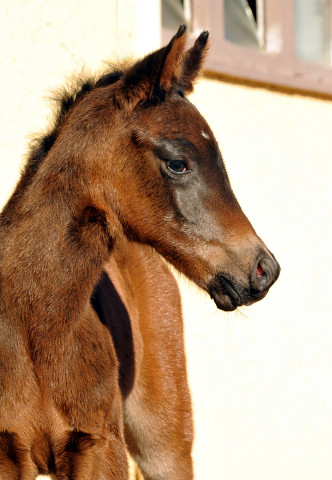 Trakehner Stutfohlen von Enrico Caruso u.d. Kaiserspiel v. Exclusiv - Hmelschenburg - Februar 2014, Foto: Beate Langels, Trakehner Gestt Hmelschenburg - Beate Langels