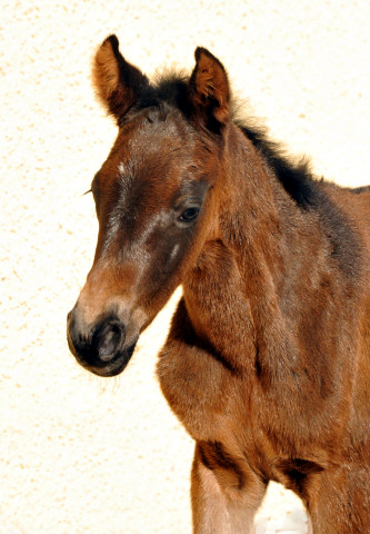 Trakehner Stutfohlen von Enrico Caruso u.d. Kaiserspiel v. Exclusiv - Hmelschenburg - Februar 2014, Foto: Beate Langels, Trakehner Gestt Hmelschenburg - Beate Langels