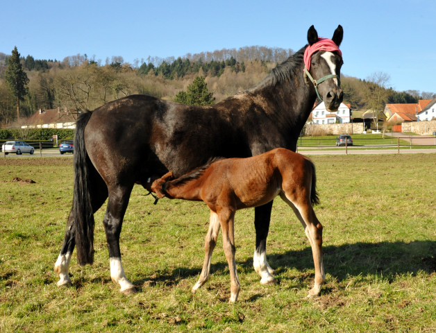 Greta Garbo mit ihrem Adoptiv-Hengstfohlen von Saint Cyr u.d. Prmienstute Guendalina v. Red Patrick xx - Gestt Hmelschenburg - Beate Langels