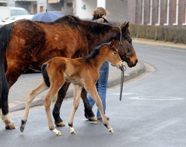 6 Tage alt: Stutfohlen von Honor du Soir u.d. Karena v. Freudenfest - 21. Februar 2016  - Foto: Barbara Jrn -
Trakehner Gestt Hmelschenburg