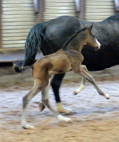 Gavi di Gavi - Trakehner Colt by Saint Cyr out of Elitemare Greta Garbo  - Foto: Beate Langels -
Trakehner Gestt Hmelschenburg