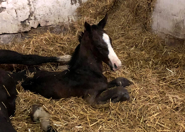Colt by Saint Cyr out of Elitemare Greta Garbo by Alter Fritz, Gestt Hmelschenburg - Beate Langels