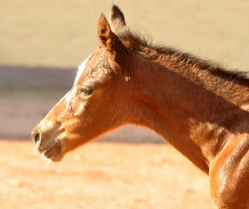 Trakehner Filly by Singolo out of Pr. a. StPrSt. Klassic by Freudenfest u.d. Elitestute Kassuben v. Enrico Caruso  - Gestt Hmelschenburg - Beate Langels