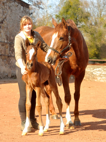 Trakehner Filly by Singolo out of Pr. a. StPrSt. Klassic by Freudenfest u.d. Elitestute Kassuben v. Enrico Caruso  - Gestt Hmelschenburg - Beate Langels