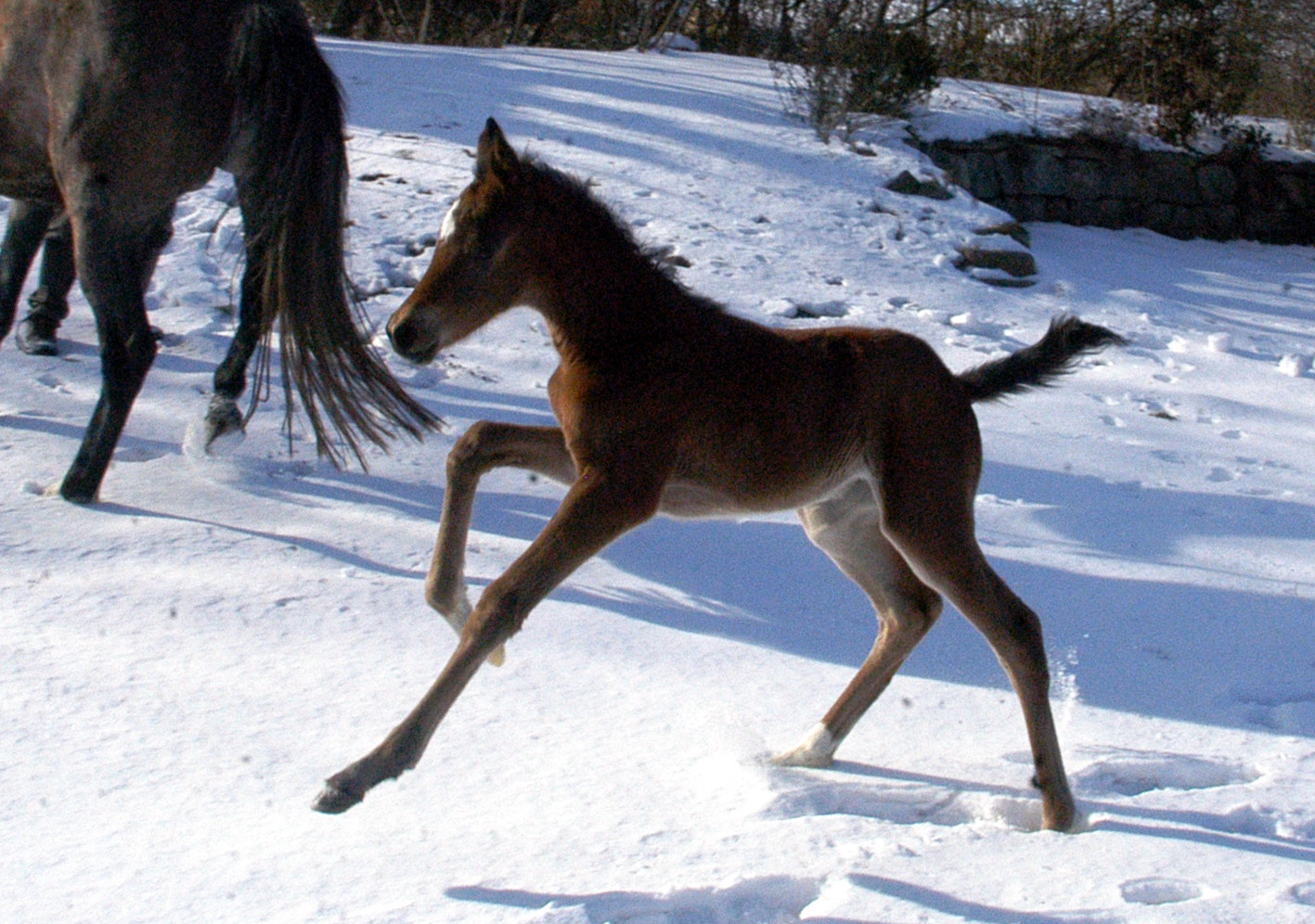 Trakehner Stutfohlen von Oliver Twist u.d. Teatime v. Summertime - Foto: Richard Langels - Trakehner Gestt Hmelschenburg