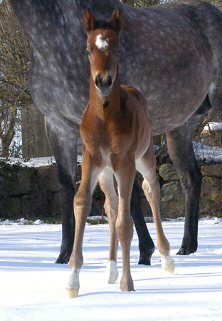 Trakehner Filly by Oliver Twst out of Teatime by Summertime - Foto: Richard Langels - Trakehner Gestt Hmelschenburg