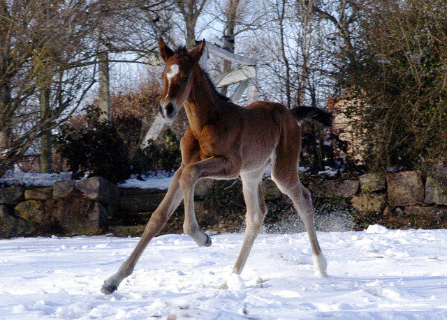 Trakehner Filly by Freudenfest out of Karalina by Exclusiv - Foto Richard Langels Zchter : Trakehner Gestt Hmelschenburg